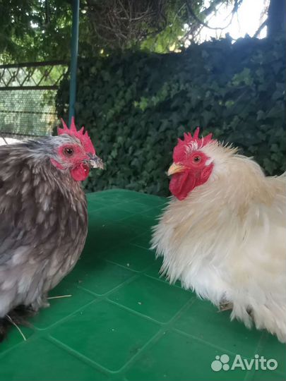 Карликовые Кохинхины