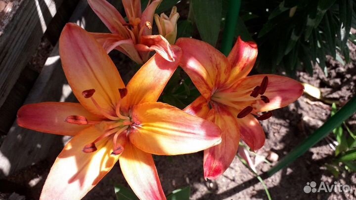 Лилии сортовые
