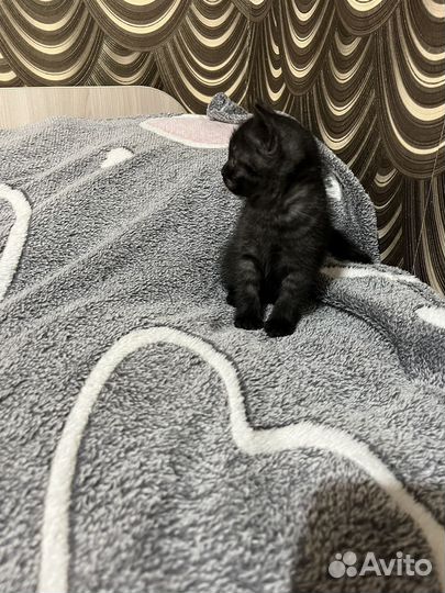 Шотландская девочка