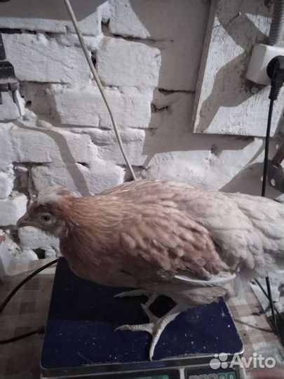 Куры несушки молодки