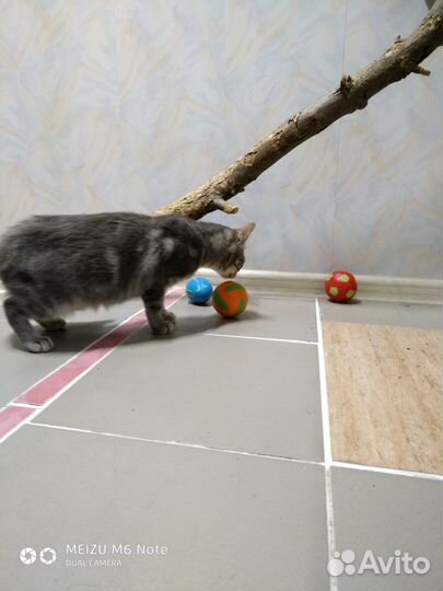 Зоогостиница для кошек