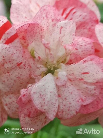 Герань пеларгония