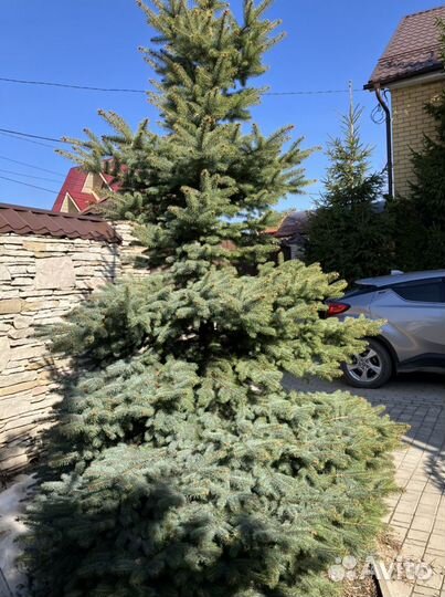 Ель голубая