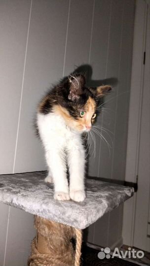 Котенок девочка 3,5 месяца трехцветная пушистая