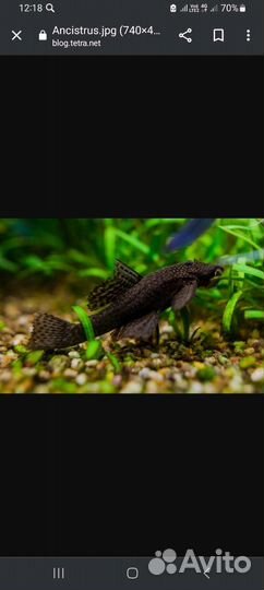 Сомики анциструсы