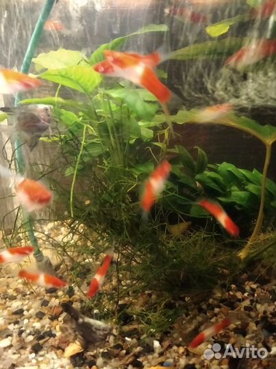 Скалярия Пиной