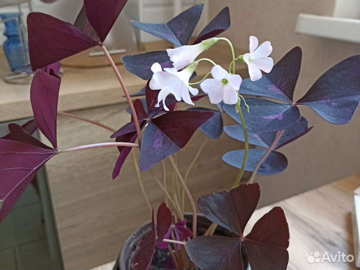 Оксалис (кислица)