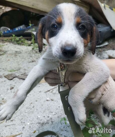 Небольшие щенки в квартиру
