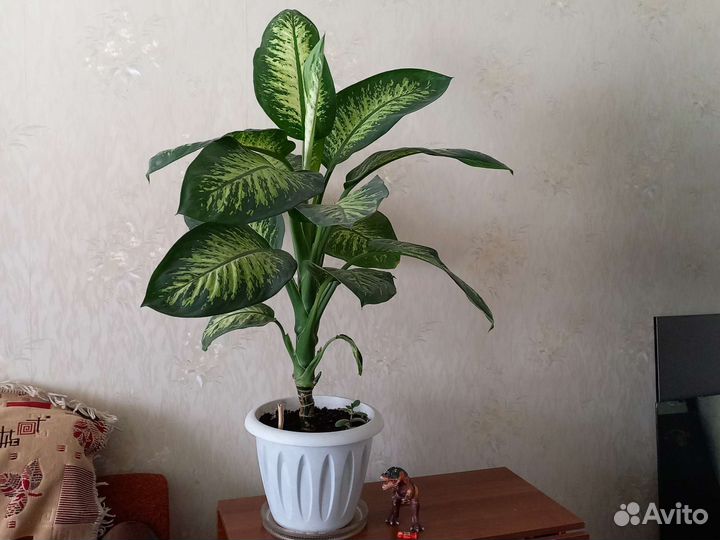 Диффенбахия