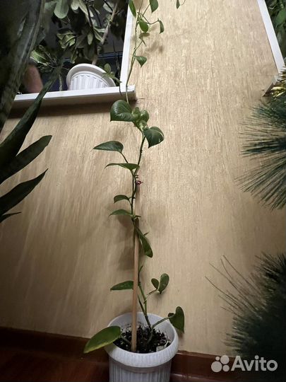 Эпипремнум золотистый