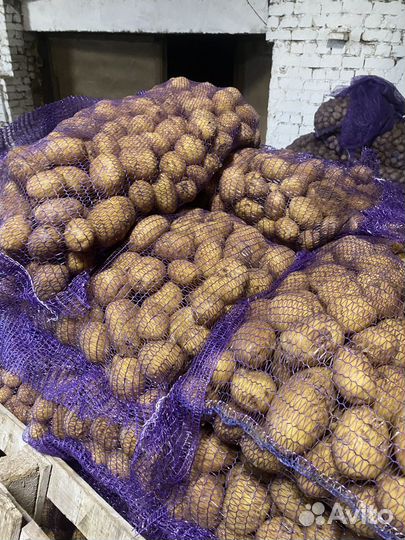 Картофель Коломбо
