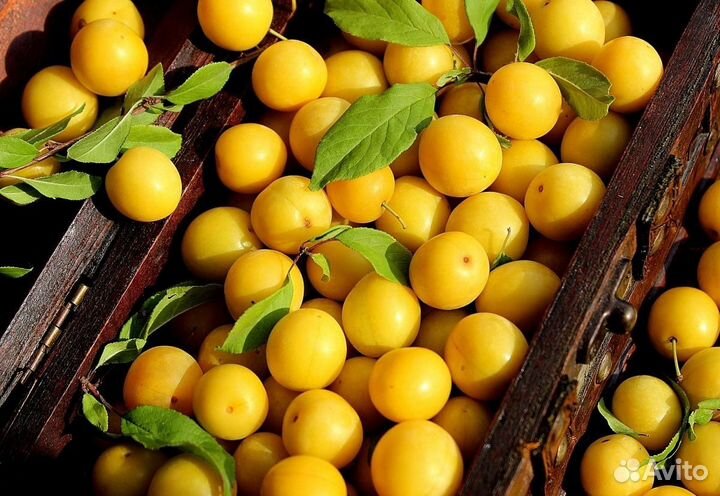 Алыча желтая садовая
