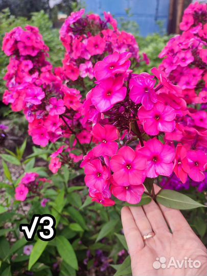 Флокс метельчатый