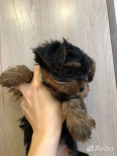 Йоркширский терьер мини беби фейс щенки