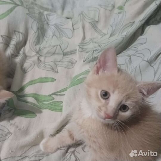 Котенок в дар бесплатно