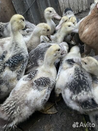 Индоутки, утята от 1 мес