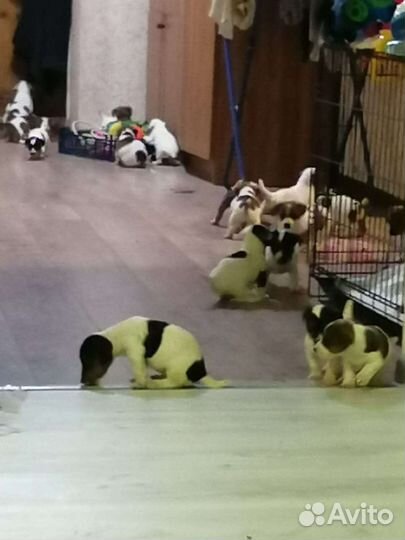 Щенки джек Рассел терьер