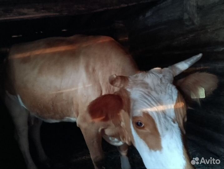 Корова симентал