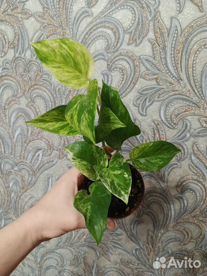 Сциндапсус, Эпипремнум