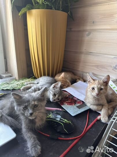 Котята в добрые руки