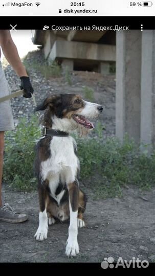 Собака улыбака