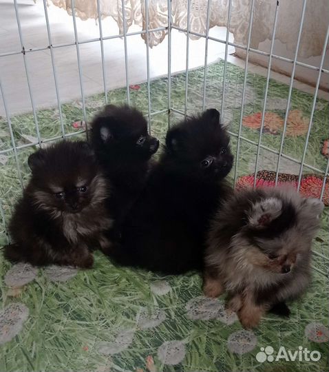 Щенки померанского шпица медвежьего типа