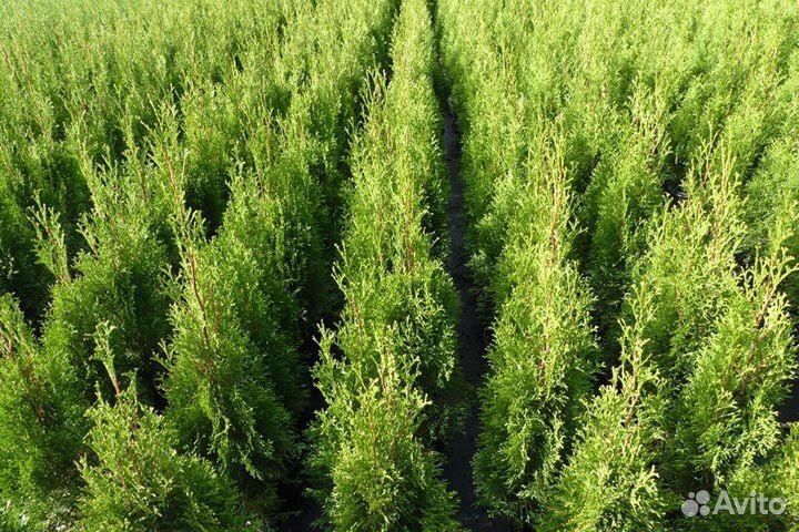 Туи, самшит, голубые ели из Питомника EcoLux Park