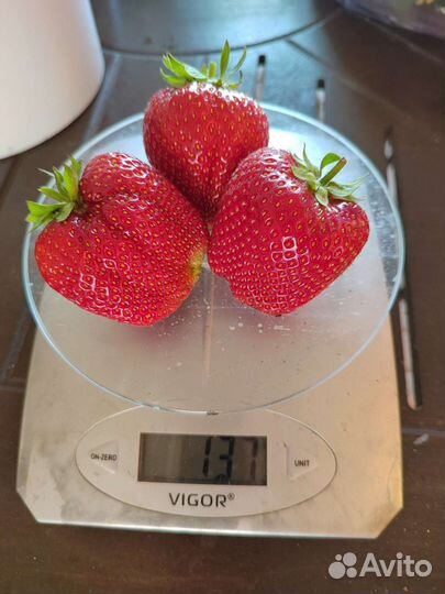 Рассада клубники