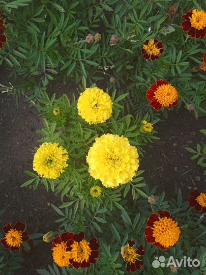 Рассада Петунии, бархатцы, астры