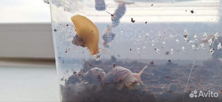 Улитки ахатины