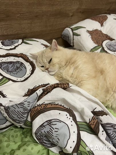 Кот и кошка