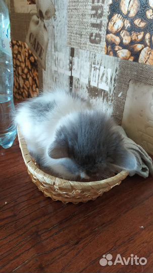 Котята бесплатно в добрые руки