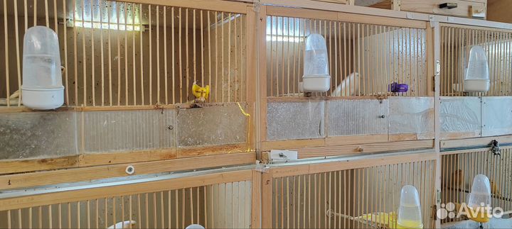 Продам канареек