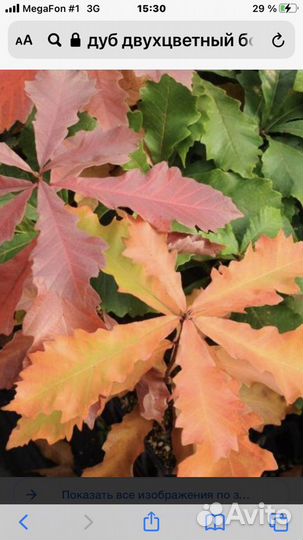 Дуб двухцветный болотный