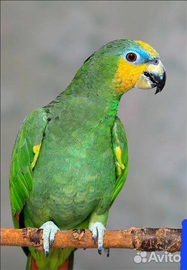 Попугай Венесуельский Амазон, птенцы