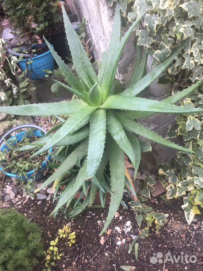 Алоэ вера от