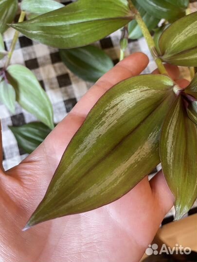 Традесканция