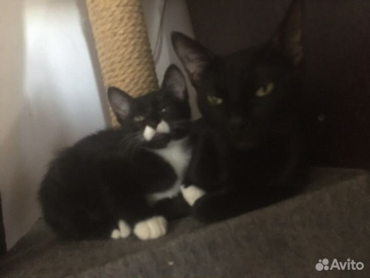 Котята в добрые руки бесплатно