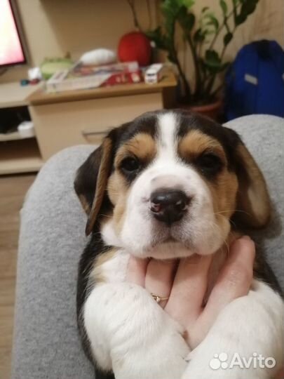 Малыши Бигль