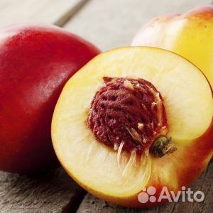 Саженцы персика нектарин Рубин 8