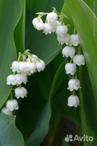 Ландыши, рассада