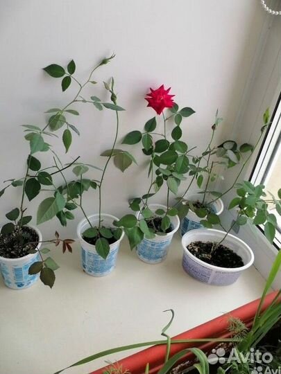 Роза комнатная. Талнах