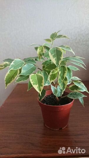 Комнатные цветы