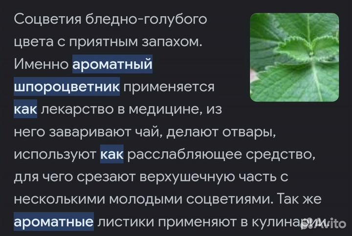 Комнатная мята