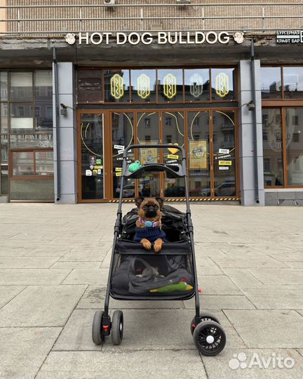 Собака-модель для рекламных съемок