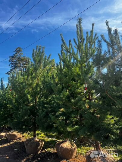 Живые ели и сосны 2 метра