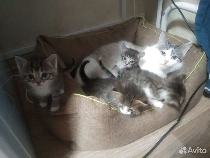 Котенок в дар бесплатно