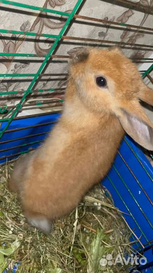 Декоративные кролики