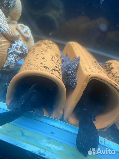 Номерные L-сомы