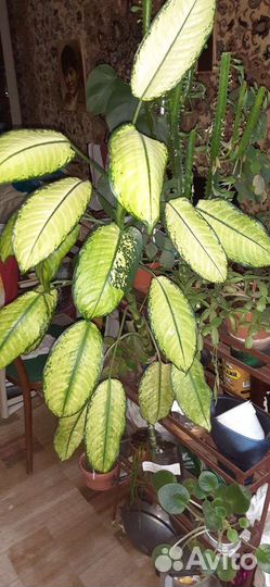 Диффенбахия